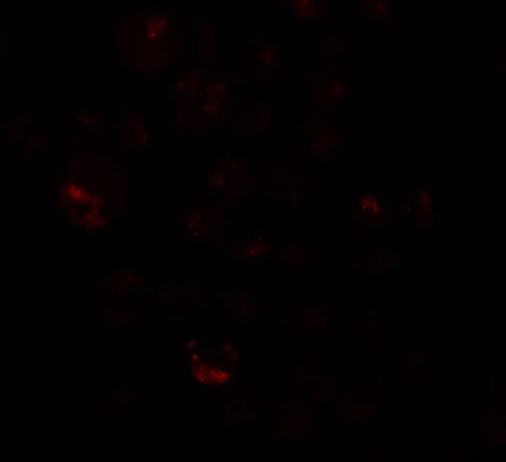 Immunocytochemistry/ Immunofluorescence PRICKLE4 Antibody - BSA Free