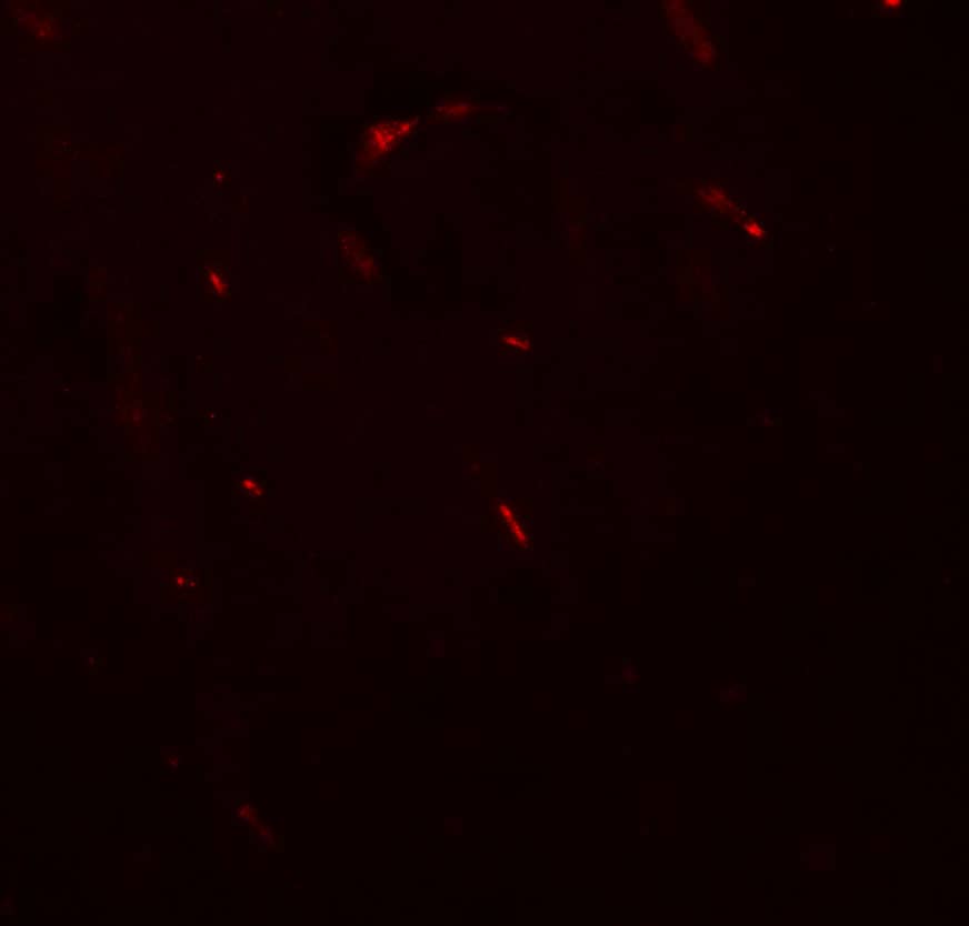 Immunocytochemistry/ Immunofluorescence FOXG1 Antibody - BSA Free