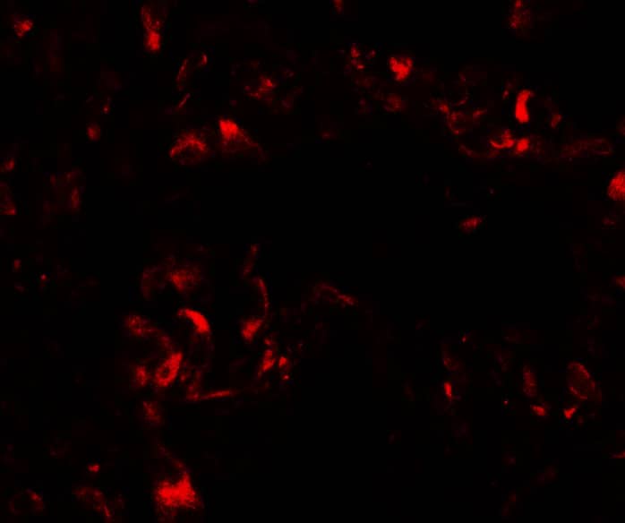 Immunocytochemistry/ Immunofluorescence FOXRED2 Antibody - BSA Free