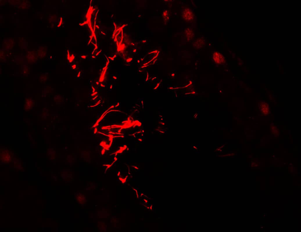 Immunocytochemistry/ Immunofluorescence: AKAP4 Antibody - BSA Free [NBP2-81946] - Immunofluorescence of AKAP4 in human testis tissue with AKAP4 antibody at 20 u/ml.