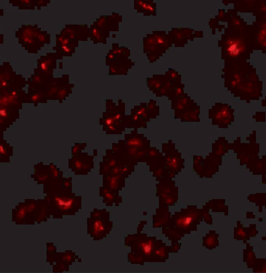 Immunocytochemistry/ Immunofluorescence: SDHD Antibody - BSA Free [NBP2-81948] - Immunofluorescence of SDHD in EL4 cells with SDHD antibody at 20 u/mL.