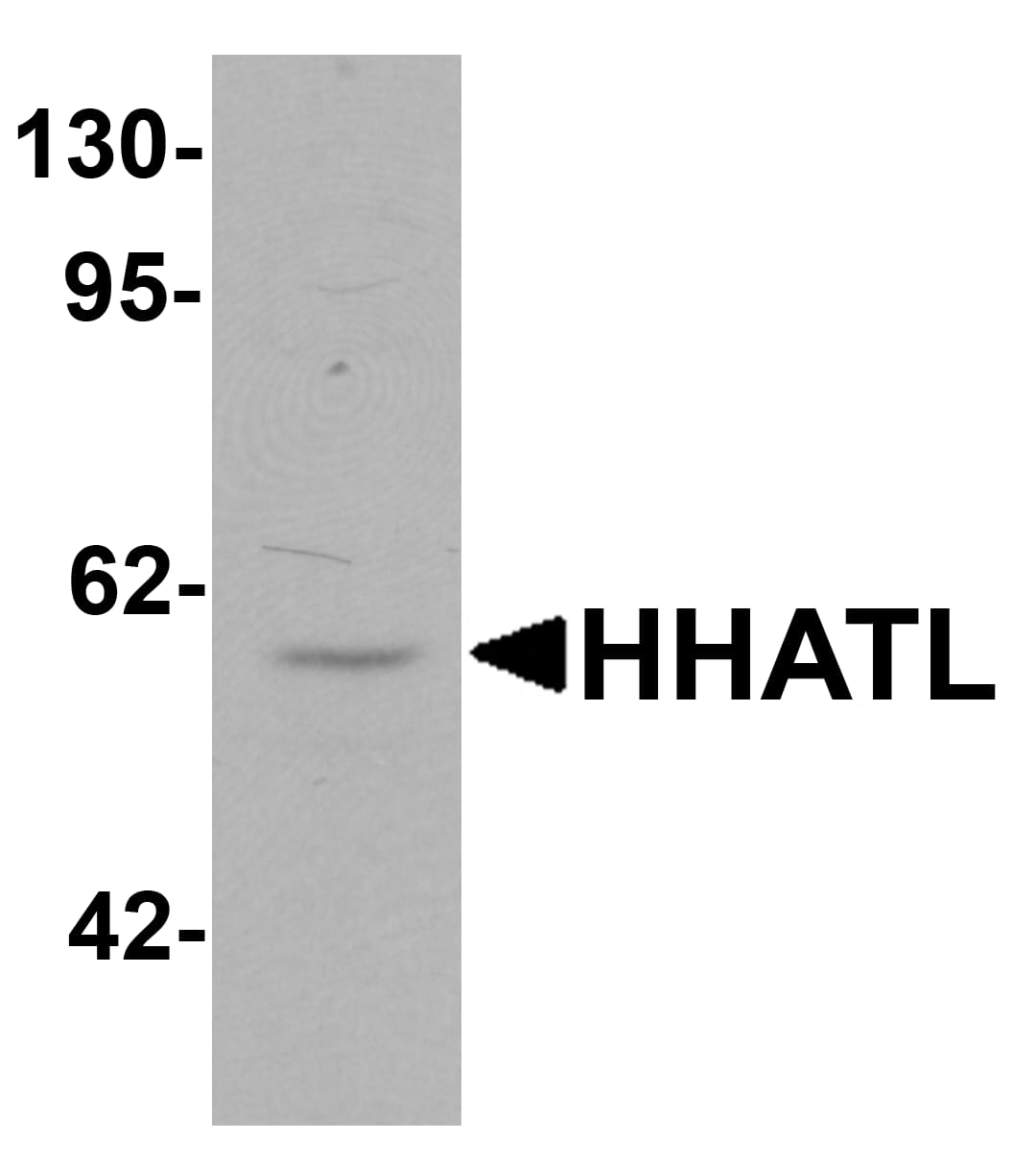 Western Blot: HHATL Antibody - BSA Free [NBP2-81952] - Western blot analysis of HHATL in 3T3 cell lysate with HHATL antibody at 1 ug/mL.