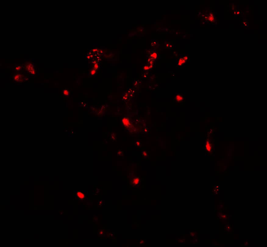 Immunocytochemistry/ Immunofluorescence: ATG4C Antibody - BSA Free [NBP2-81954] - Immunofluorescence of ATG4C in human lung tissue with ATG4C antibody at 20 u/ml.