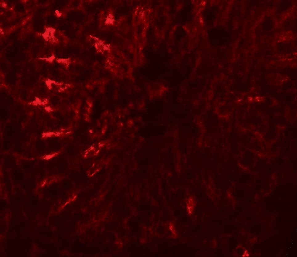 Immunocytochemistry/ Immunofluorescence TCTE3 Antibody - BSA Free