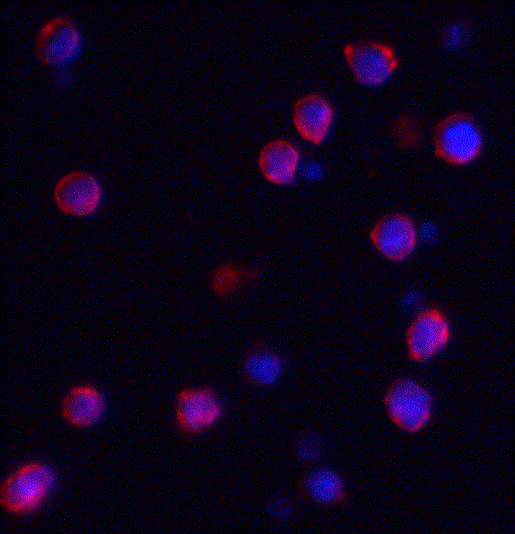 Immunocytochemistry/ Immunofluorescence IQSEC1 Antibody - BSA Free