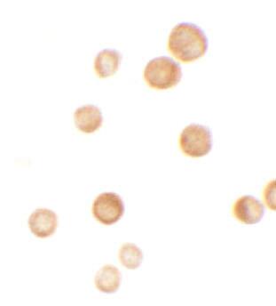 Immunocytochemistry/ Immunofluorescence: CASKIN2 Antibody - BSA Free [NBP2-81971] - Immunocytochemistry of CASKIN2 in HeLa cells with CASKIN2 antibody at 2.5 u/mL.