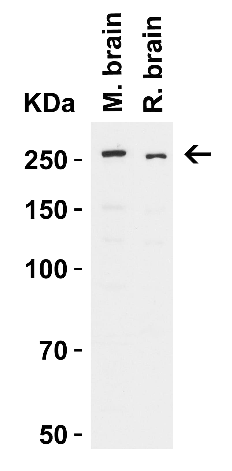 Western Blot: ODZ3 Antibody - BSA Free [NBP2-81974] - WB Validation  in Mouse and Rat Brain Loading: 15 ug of Cell lysate Antibodies:  ODZ3, 2 ug/mL, 1 h incubation at RT in 5% NFDM/TBST.Secondary: Goat Anti-Rabbit IgG HRP conjugate at 1:10000 dilution.