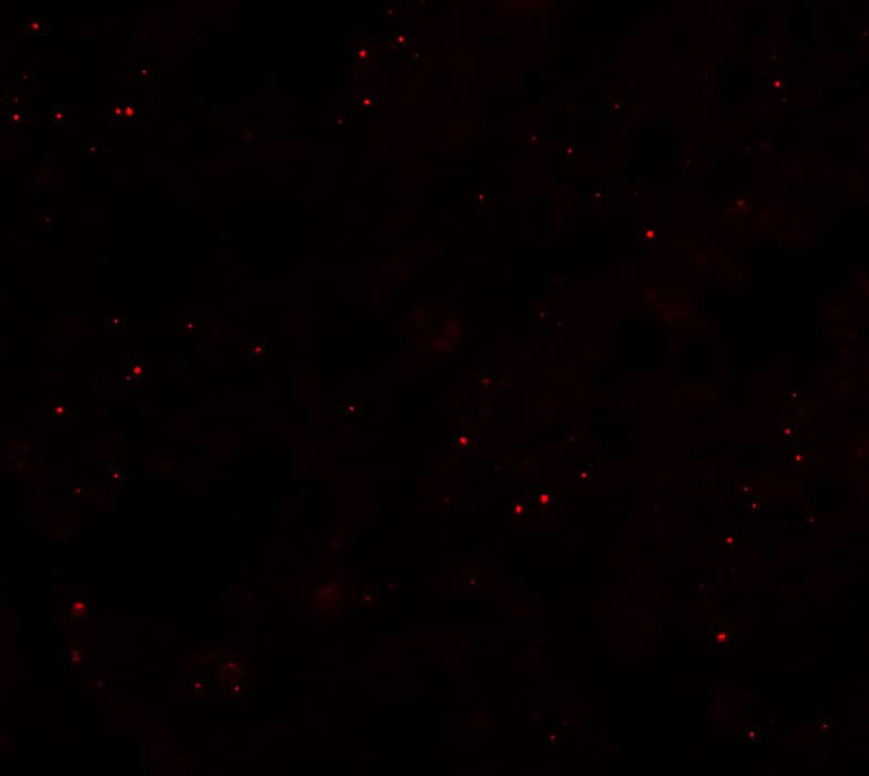 Immunocytochemistry/ Immunofluorescence: CCP110 Antibody - BSA Free [NBP2-81976] - Immunofluorescence of CCP110 in rat colon tissue with CCP110 antibody at 20 u/mL.