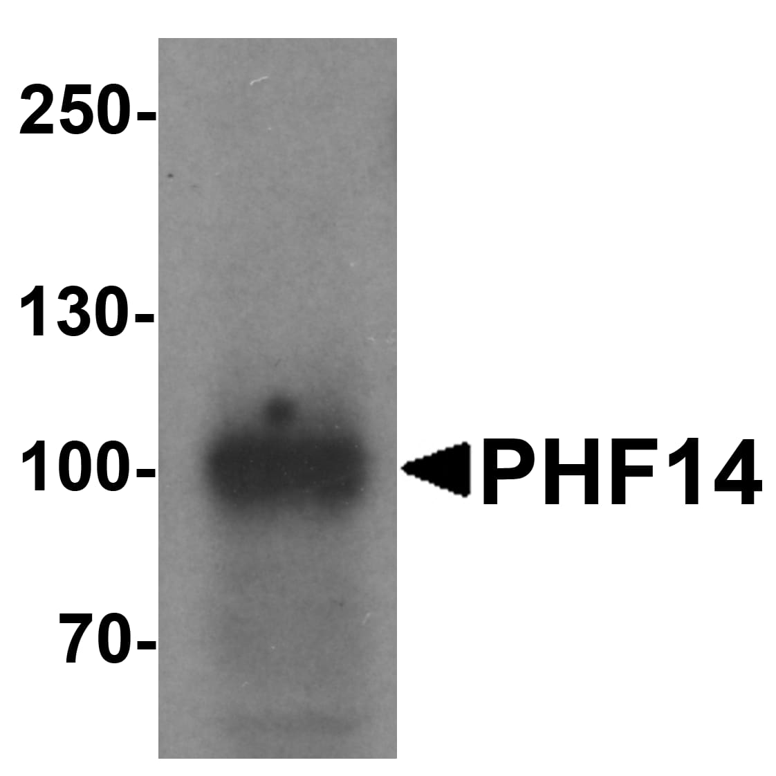 Western Blot PHF14 Antibody - BSA Free