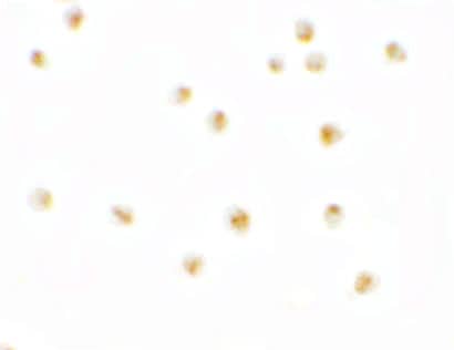 Immunocytochemistry/ Immunofluorescence: Pierce-1 Antibody - BSA Free [NBP2-81981] - Immunocytochemistry of Pierce-1 in A20 cells with Pierce-1 antibody at 2.5 ug/mL.