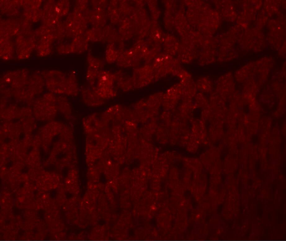 Immunocytochemistry/ Immunofluorescence: DDA1 Antibody - BSA Free [NBP2-81982] - Immunofluorescence of DDA11 in mouse heart tissue with DDA11 antibody at 20 ug/mL.