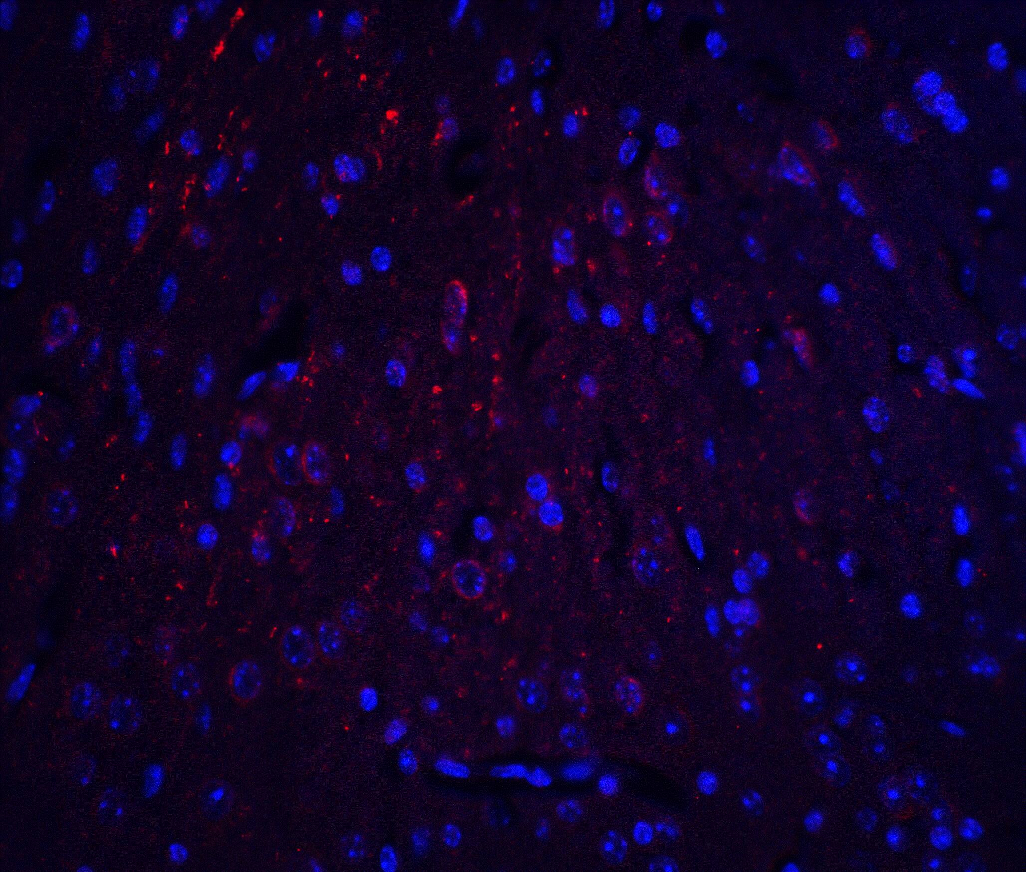 Immunocytochemistry/ Immunofluorescence: HOOK3 Antibody - BSA Free [NBP2-81990] - Immunofluorescence of HOOK3 in mouse brain tissue with HOOK3 antibody at 20 u/ml.Red: HOOK3 Antibody   Blue: DAPI staining