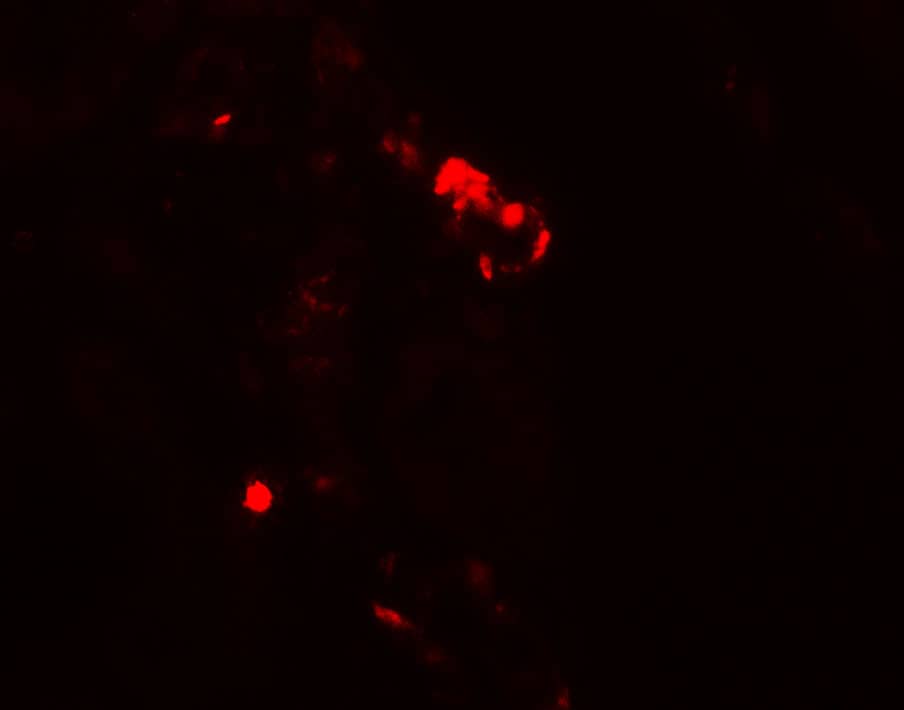 Immunocytochemistry/ Immunofluorescence: Rubicon Antibody - BSA Free [NBP2-81999] - Immunofluorescence of Rubicon in human kidney tissue with Rubicon antibody at 20 u/ml.