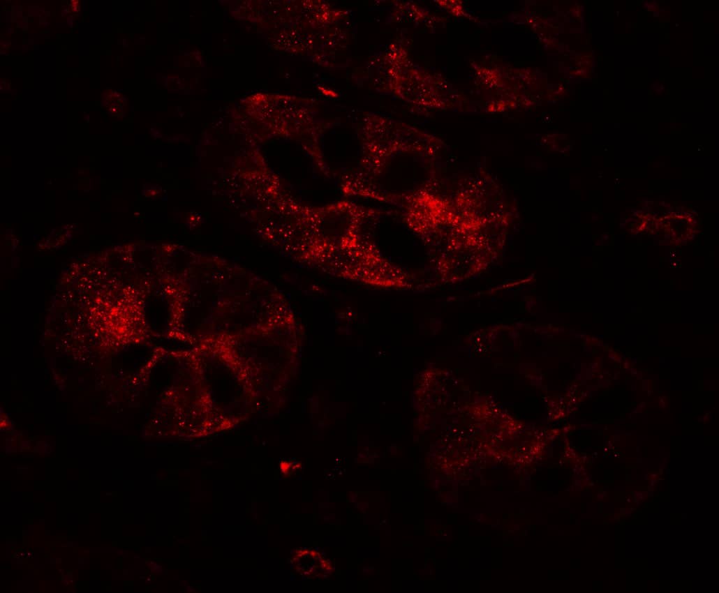 Immunocytochemistry/ Immunofluorescence: MIST1 Antibody - BSA Free [NBP2-82007] - Immunofluorescence of MIST1 in human small intestine tissue with MIST1 antibody at 20 ug/mL.