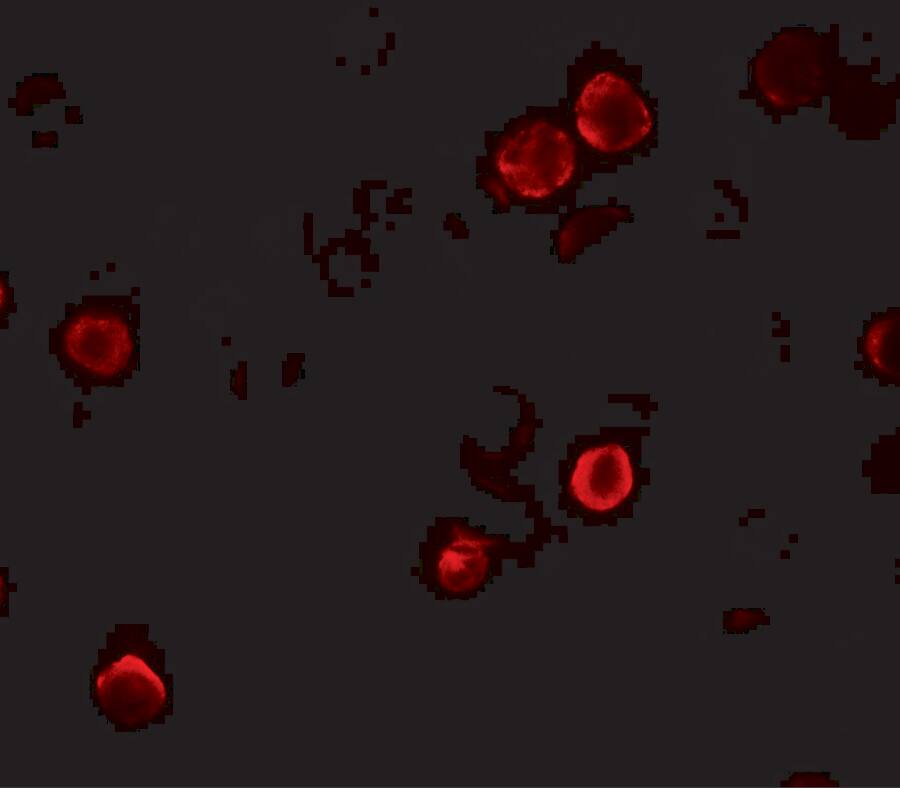 Immunocytochemistry/ Immunofluorescence: SPACA9 Antibody - BSA Free [NBP2-82011] - Immunofluorescence of SPACA9 in HeLa cells with SPACA9 antibody at 5 u/mL.