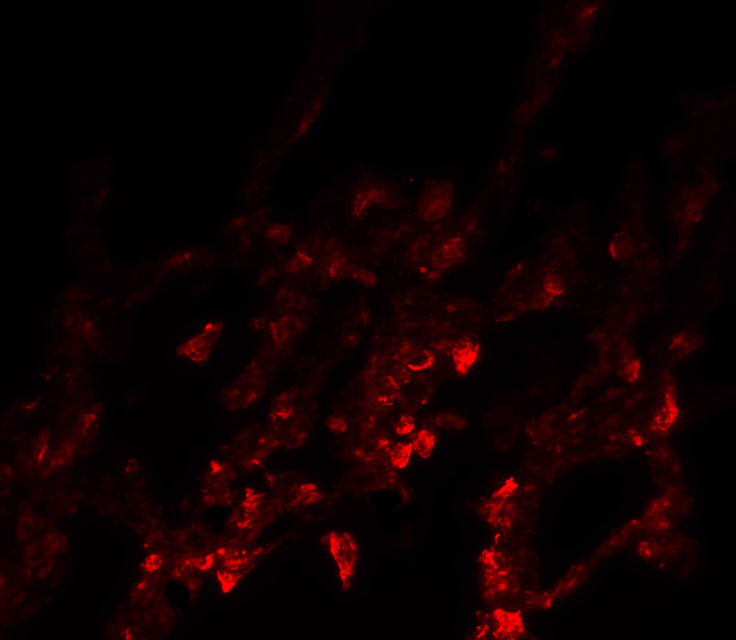 Immunocytochemistry/ Immunofluorescence NDFIP1 Antibody - BSA Free