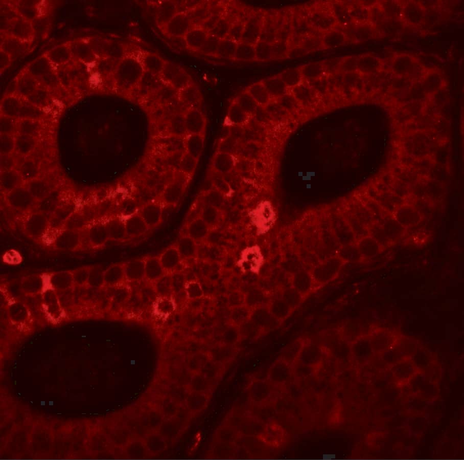 Immunocytochemistry/ Immunofluorescence: SPINK2 Antibody - BSA Free [NBP2-82015] - Immunofluorescence of SPINK2 in mouse testis tissue with SPINK2 antibody at 20 ug/mL.