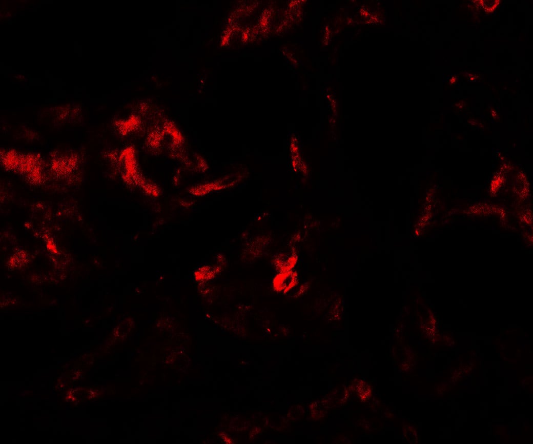 Immunocytochemistry/ Immunofluorescence: PLA1A Antibody - BSA Free [NBP2-82024] - Immunofluorescence of PLA1A in human kidney tissue with PLA1A antibody at 20 u/mL.