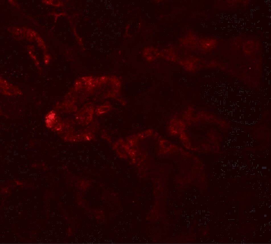 Immunocytochemistry/ Immunofluorescence: RAB21 Antibody - BSA Free [NBP2-82030] - Immunofluorescence of RAB21 in human kidney tissue with RAB21 antibody at 20 ug/mL.