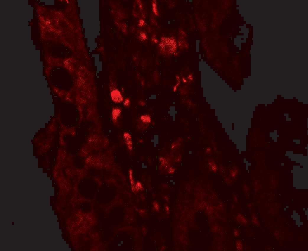Immunocytochemistry/ Immunofluorescence: RTVP-1/GLIPR1 Antibody - BSA Free [NBP2-82032] - Immunoflorescence of RTVP-1/GLIPR1 in human small intestine tissue with RTVP-1/GLIPR1 antibody at 5 ug/mL.