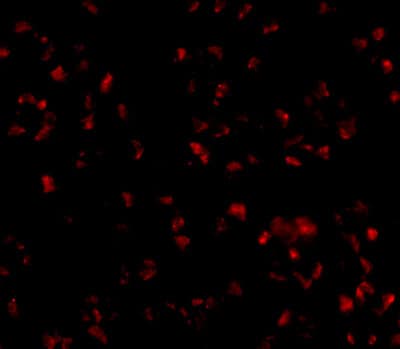 Immunocytochemistry/ Immunofluorescence TMEM214 Antibody - BSA Free