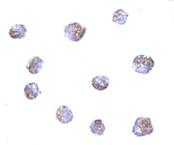 Immunocytochemistry/ Immunofluorescence TMEM214 Antibody - BSA Free