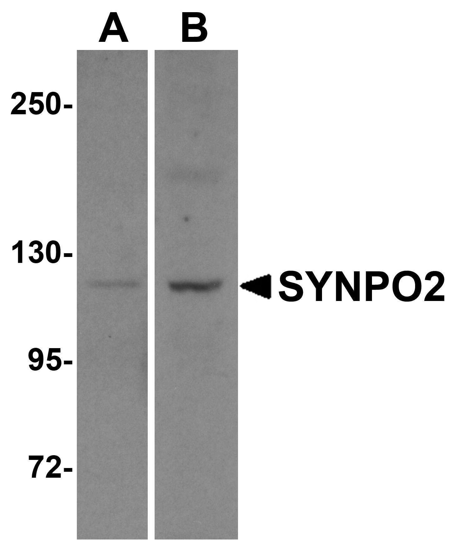 Western Blot SYNPO2 Antibody - BSA Free