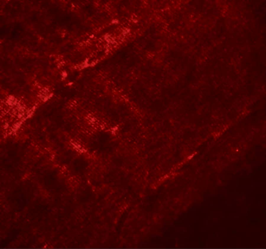 Immunocytochemistry/ Immunofluorescence SYNPO2 Antibody - BSA Free