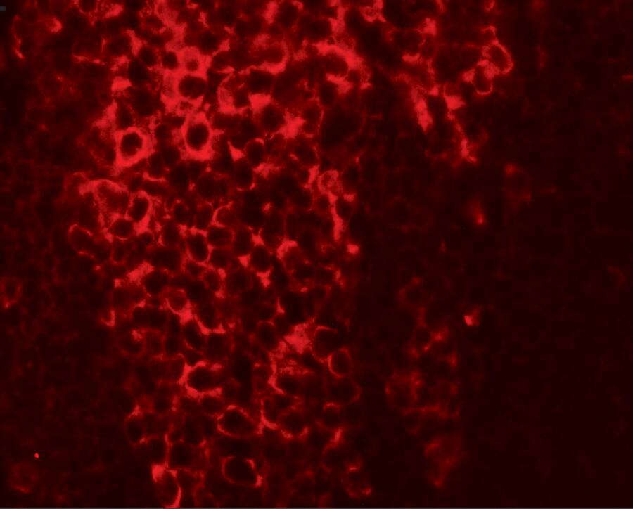 Immunocytochemistry/ Immunofluorescence: TFCP2L1 Antibody - BSA Free [NBP2-82042] - Immunofluorescence of TFCP2L1 in rat colon tissue with TFCP2L1 antibody at 20 ug/mL.