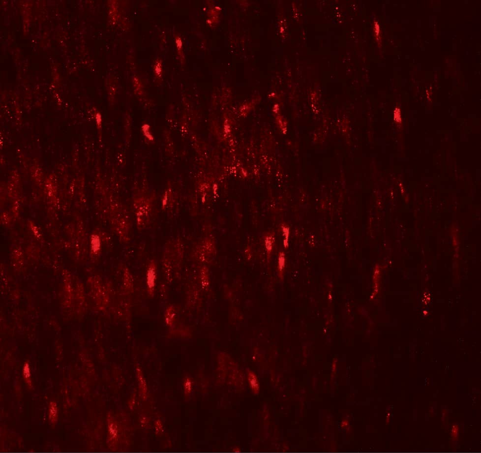 Immunocytochemistry/ Immunofluorescence: WIPI1 Antibody - BSA Free [NBP2-82048] - Immunofluorescence of WIPI1 in human colon tissue with WIPI1 antibody at 20 u/mL.