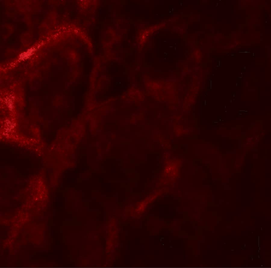 Immunocytochemistry/ Immunofluorescence: ZFYVE21 Antibody - BSA Free [NBP2-82050] - Immunofluorescence of ZFYVE21 in human kidney tissue with ZFYVE21 antibody at 20 ug/mL.