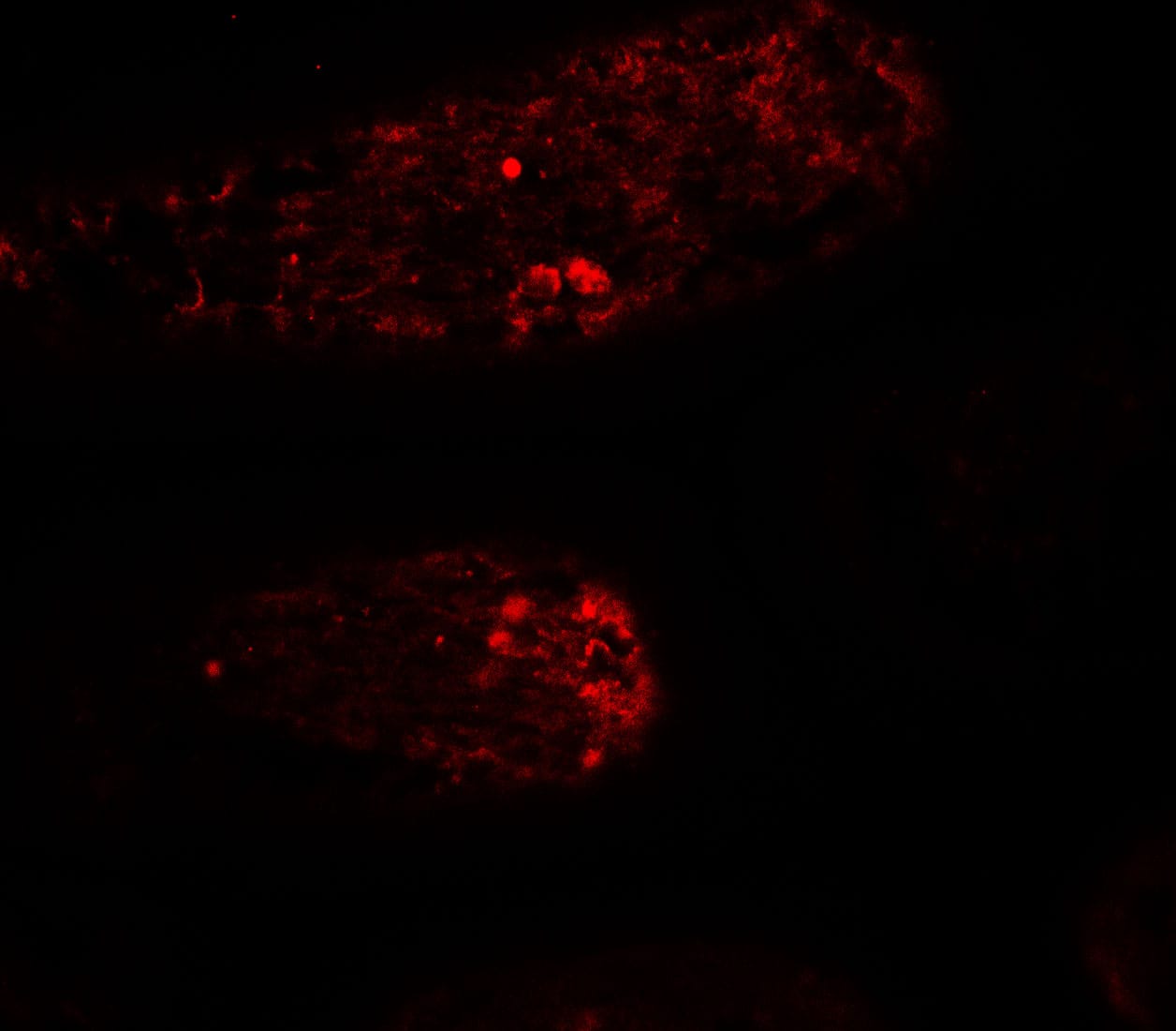 Immunocytochemistry/ Immunofluorescence WAC Antibody - BSA Free