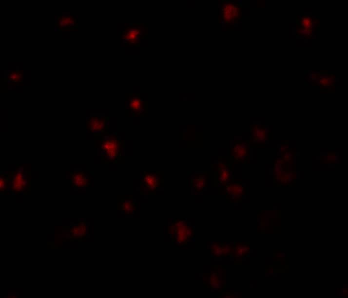 Immunocytochemistry/ Immunofluorescence YPEL5 Antibody - BSA Free