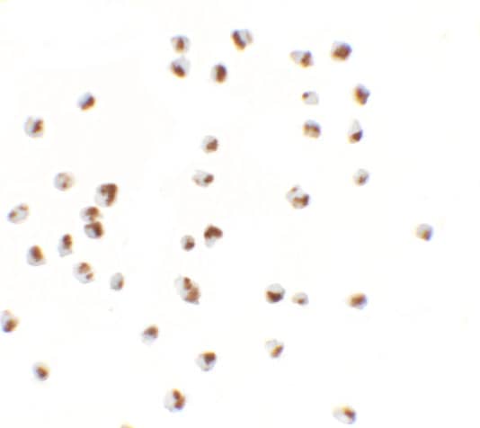 Immunocytochemistry/ Immunofluorescence YPEL5 Antibody - BSA Free