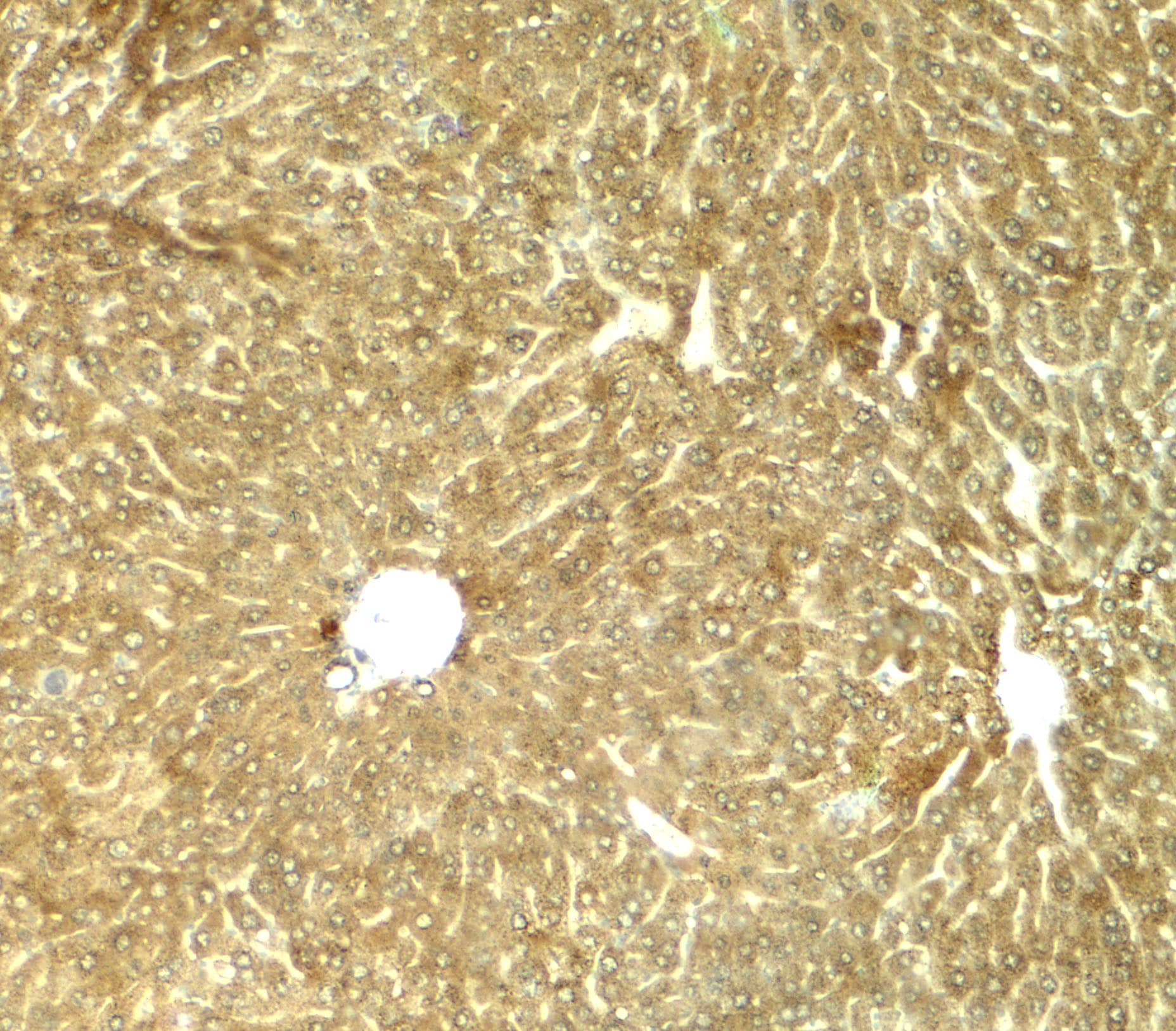 Immunohistochemistry: TRIB3 Antibody - BSA Free [NBP2-82067] - Immunohistochemistry of TRIB3 in mouse liver tissue with TRIB3 antibody at 5 ug/mL.