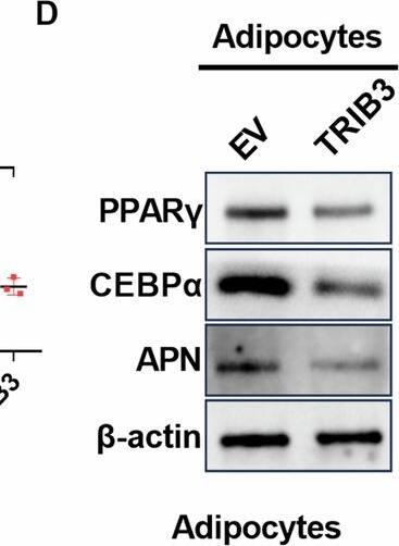 Conditioned medium from OC cells induces CAAs formation via upregulating TRIB3 to suppress phosphorylation of CEBP beta .A Heatmap of differentially expressed genes (DEGs) that are involved in negative regulation of adipocyte differentiation between control adipocytes and CAAs. B Western blot analysis for protein expression levels of TRIB3, DDIT3, and FLCN in adipocytes with treatment as indicated. C Oil red O staining of adipocytes with treatment as indicated. D Western blot analysis for protein expression levels of PPAR gamma , CEBP alpha  and APN in adipocytes with treatment as indicated. E ELISA analysis for concentrations of IL-1 beta  and IL-6 in the medium of adipocytes with treatment as indicated. F Oil red O staining of adipocytes with treatment as indicated. G Western blot analysis for protein expression levels of PPAR gamma , CEBP alpha  and APN in adipocytes with treatment as indicated. H ELISA analysis for concentrations of IL-1 beta  and IL-6 in the medium of adipocytes with treatment as indicated. I Western blot analysis for protein expression levels of TRIB3, CEBP beta , and p-CEBP beta  in adipocytes with treatment as indicated. J Co-IP assay was performed with anti-TRIB3 or anti-CEBP beta  antibodies using extracts prepared from CAAs. The presence of TRIB3 or CEBP beta  in IPs was evaluated by immunoblotting (WB). K Oil red O staining of adipocytes with treatment as indicated. L Western blot analysis for protein expression levels of PPAR gamma , CEBP alpha  and APN in adipocytes with treatment as indicated. Scale bar = 100 um. Data were expressed as mean +/- SEM of three independent experiments. Student’s t test was used for analysis of the data in C, E, F, H and K. *p < 0.05. Image collected and cropped by CiteAb from the following open publication (//www.nature.com/articles/s41419-024-07311-3), licensed under a CC-BY license. Not internally tested by Novus Biologicals.