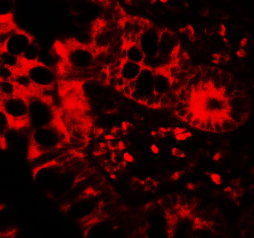 Immunocytochemistry/ Immunofluorescence: APOBEC3B Antibody - BSA Free [NBP2-82073] - Immunofluorescence of APOBEC3B in human small intestine tissue with APOBEC3B antibody at 20 u/mL.