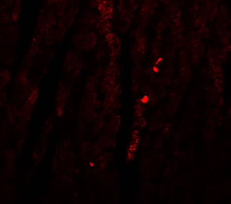 Immunocytochemistry/ Immunofluorescence: ATG13 Antibody - BSA Free [NBP2-82074] - Immunofluorescence of ATG13 in Mouse Heart tissue with ATG13 antibody at 20 ug/mL.