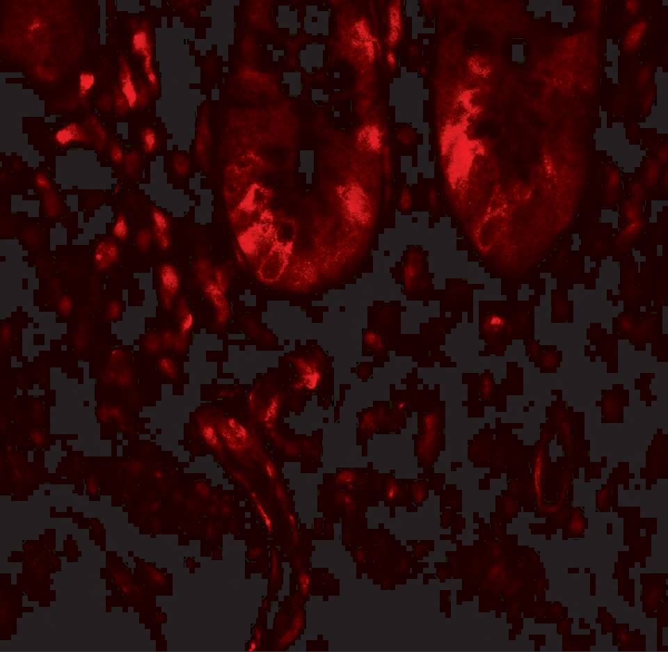 Immunocytochemistry/ Immunofluorescence: LAMTOR1 Antibody - BSA Free [NBP2-82075] - Immunofluorescence of LAMTOR1 in human small intestine tissue with LAMTOR1 antibody at 20 u/mL.