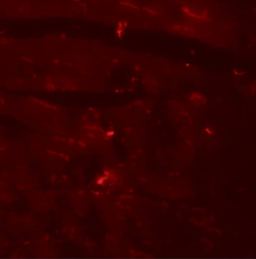 Immunocytochemistry/ Immunofluorescence: CCDC47 Antibody - BSA Free [NBP2-82077] - Immunofluorescence of CDCC47 in mouse heart tissue with CDCC47 antibody at 20 ug/mL.