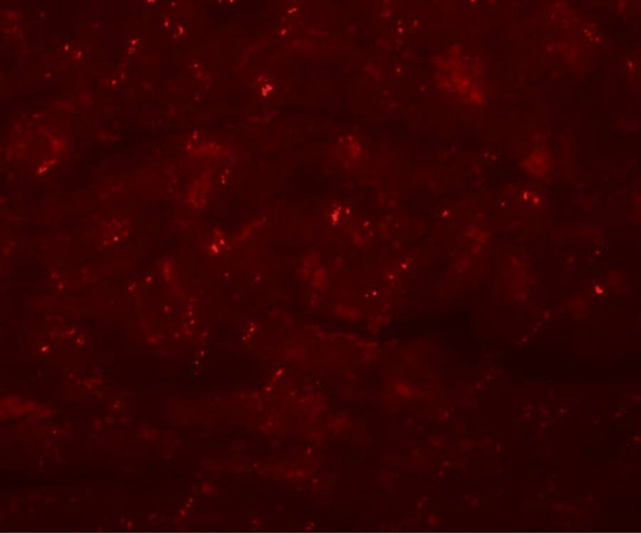 Immunocytochemistry/ Immunofluorescence: CCDC47 Antibody - BSA Free [NBP2-82078] - Immunofluorescence of CDCC47 in mouse heart tissue with CDCC47 antibody at 20 ug/mL.
