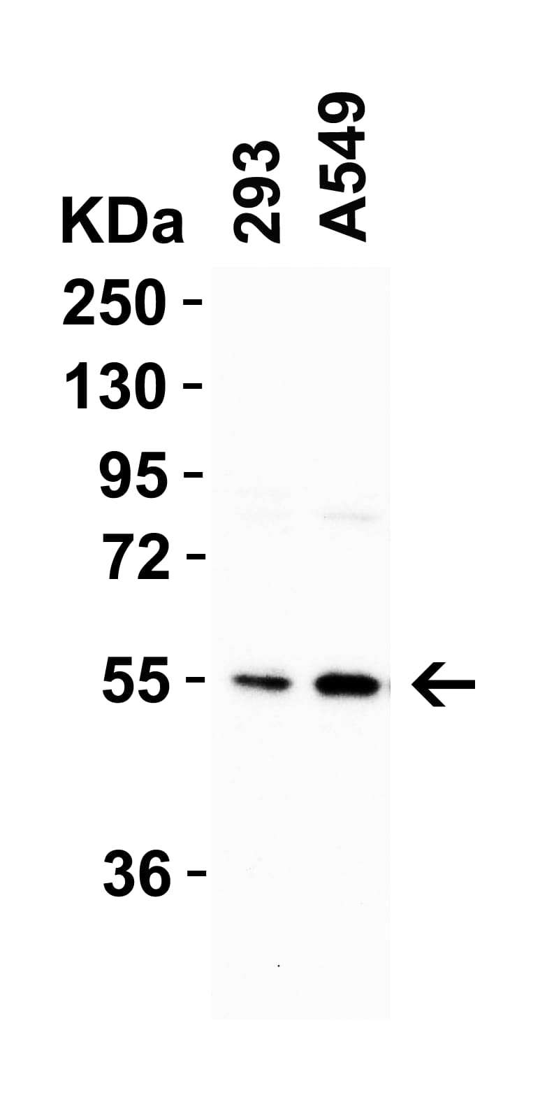 Western Blot: CRBN Antibody - BSA Free [NBP2-82079] - Validation  in Human Cells. Loading: 15 ug of cell lysate Antibodies:  CRBN, 1 ug/mL, 1h incubation at RT in 5% NFDM/TBST. Secondary: Goat anti-rabbit IgG HRP conjugate at 1:10000 dilution.