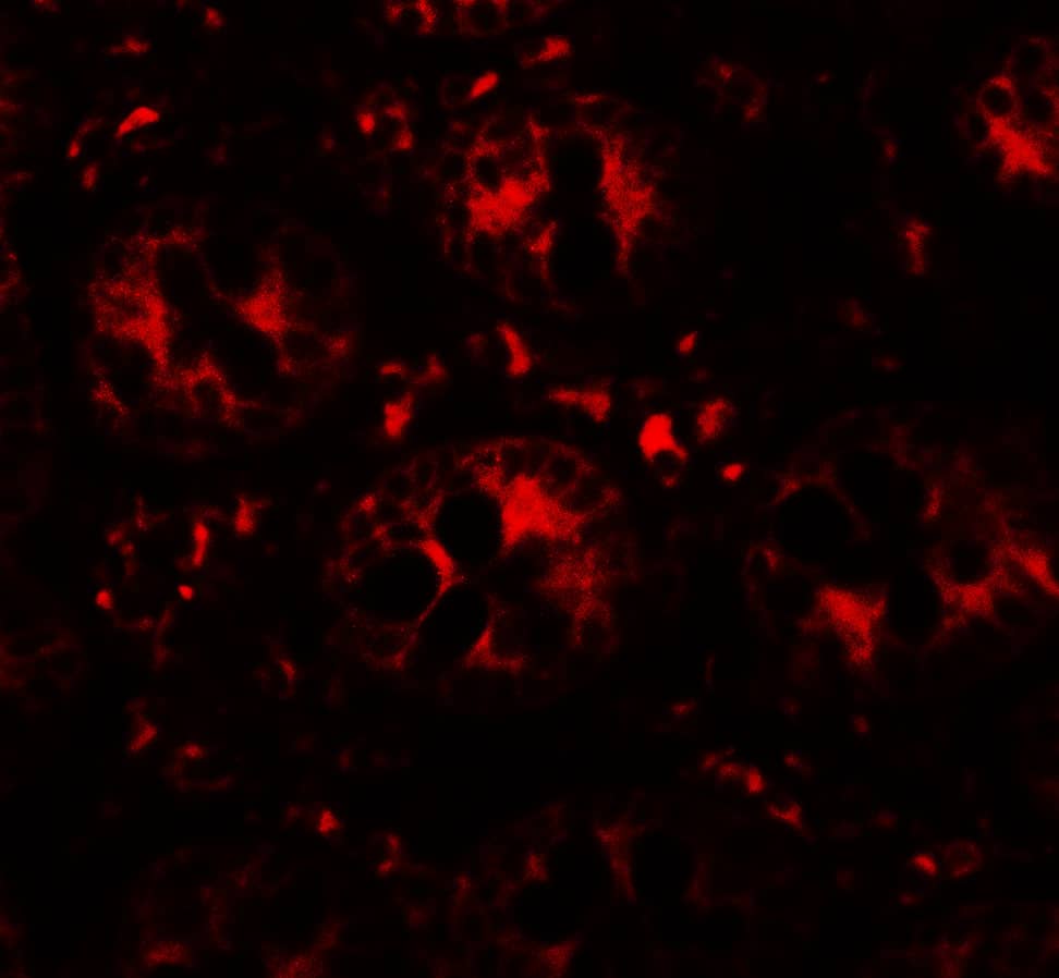 Immunocytochemistry/ Immunofluorescence: DAP1 Antibody - BSA Free [NBP2-82082] - Immunofluorescence of DAP1 in human small intestine tissue with DAP1 antibody at 20 ug/ml.