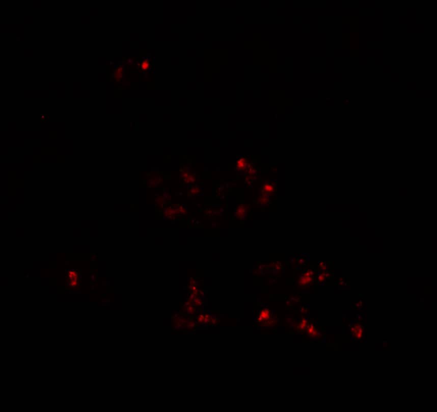 Immunocytochemistry/ Immunofluorescence: DBX2 Antibody - BSA Free [NBP2-82083] - Immunofluorescence of DBX2 in human kidney tissue with DBX2 antibody at 20 ug/mL.