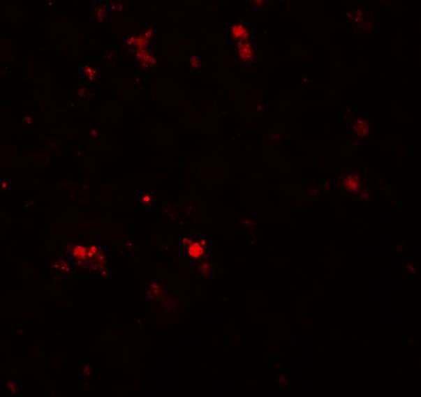 Immunocytochemistry/ Immunofluorescence ELOVL7 Antibody - BSA Free