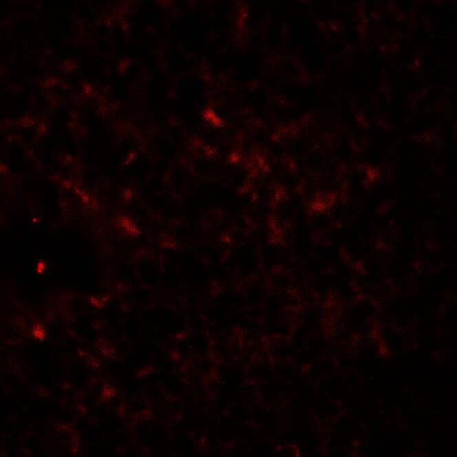 Immunocytochemistry/ Immunofluorescence: Epac2 Antibody - BSA Free [NBP2-82089] - Immunofluorescence of Epac2 in mouse liver tissue with Epac2 antibody at 20 ug/mL.