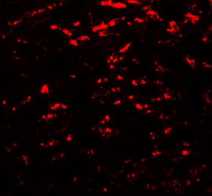 Immunocytochemistry/ Immunofluorescence: GATE-16/GABARAPL2 Antibody - BSA Free [NBP2-82090] - Immunofluorescence of GATE-16/GABARAPL2 in rat brain tissue with GATE-16/GABARAPL2 antibody at 20 ug/mL.