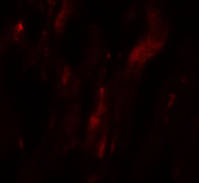 Immunocytochemistry/ Immunofluorescence: HOP Antibody - BSA Free [NBP2-82093] - Immunofluorescence of HOP in human heart tissue with HOP antibody at 20 ug/mL.