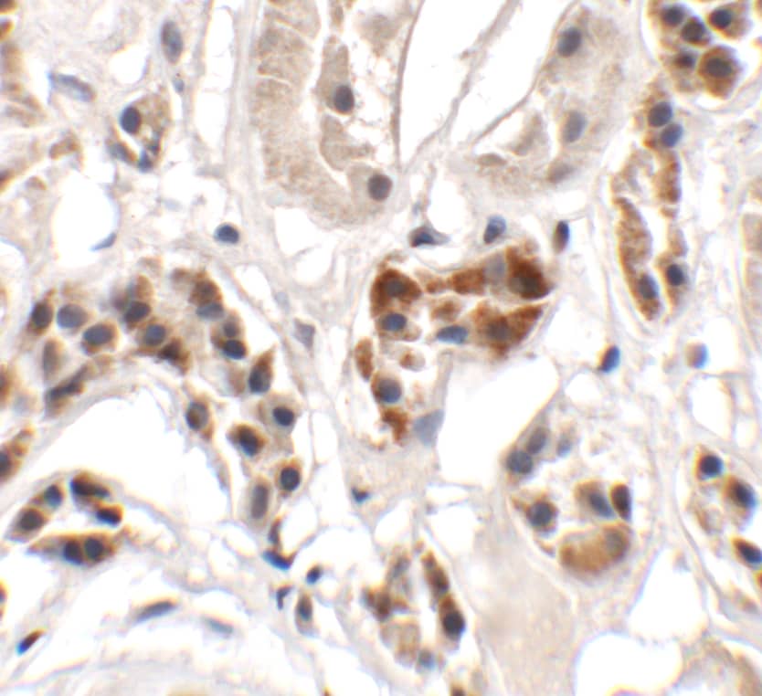 Immunohistochemistry: ICBP90 Binding Protein 1 Antibody - BSA Free [NBP2-82094] - Immunohistochemistry of ICBP90 Binding Protein 1 in human kidney tissue with ICBP90 Binding Protein 1 antibody at 2.5 ug/mL.