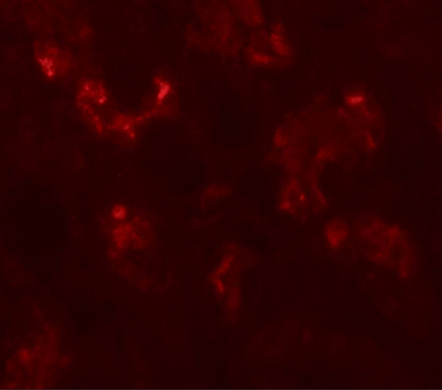 Immunocytochemistry/ Immunofluorescence ICBP90 Binding Protein 1 Antibody - BSA Free